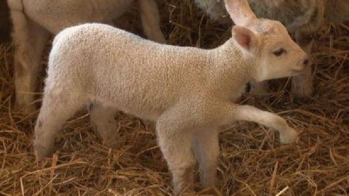 小羊最新爆料视频,幕后真相大曝光! 第1张 小羊最新爆料视频,幕后真相大曝光! 第1张